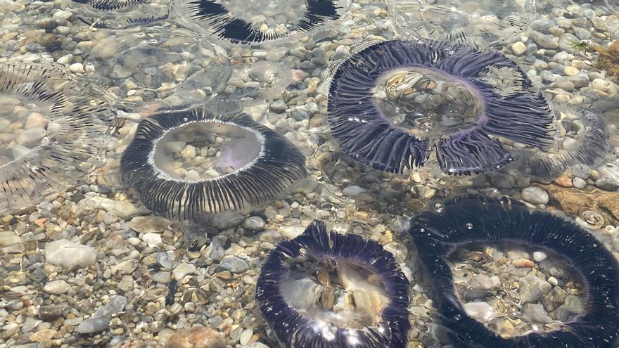 V Deo Una Invasi N De Medusas Poco Habituales Inunda Las Playas Del