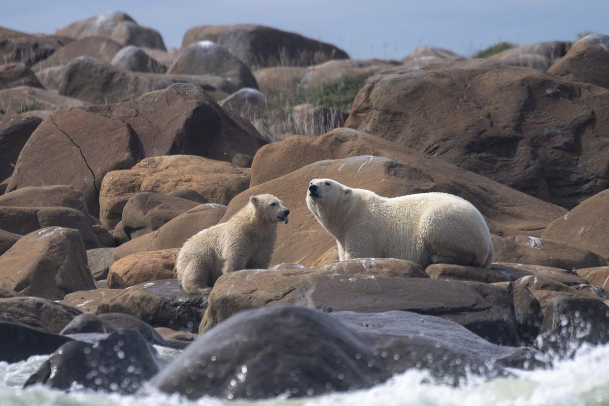 As Viven Los Osos Polares En Hudson Bay Canad Fotos