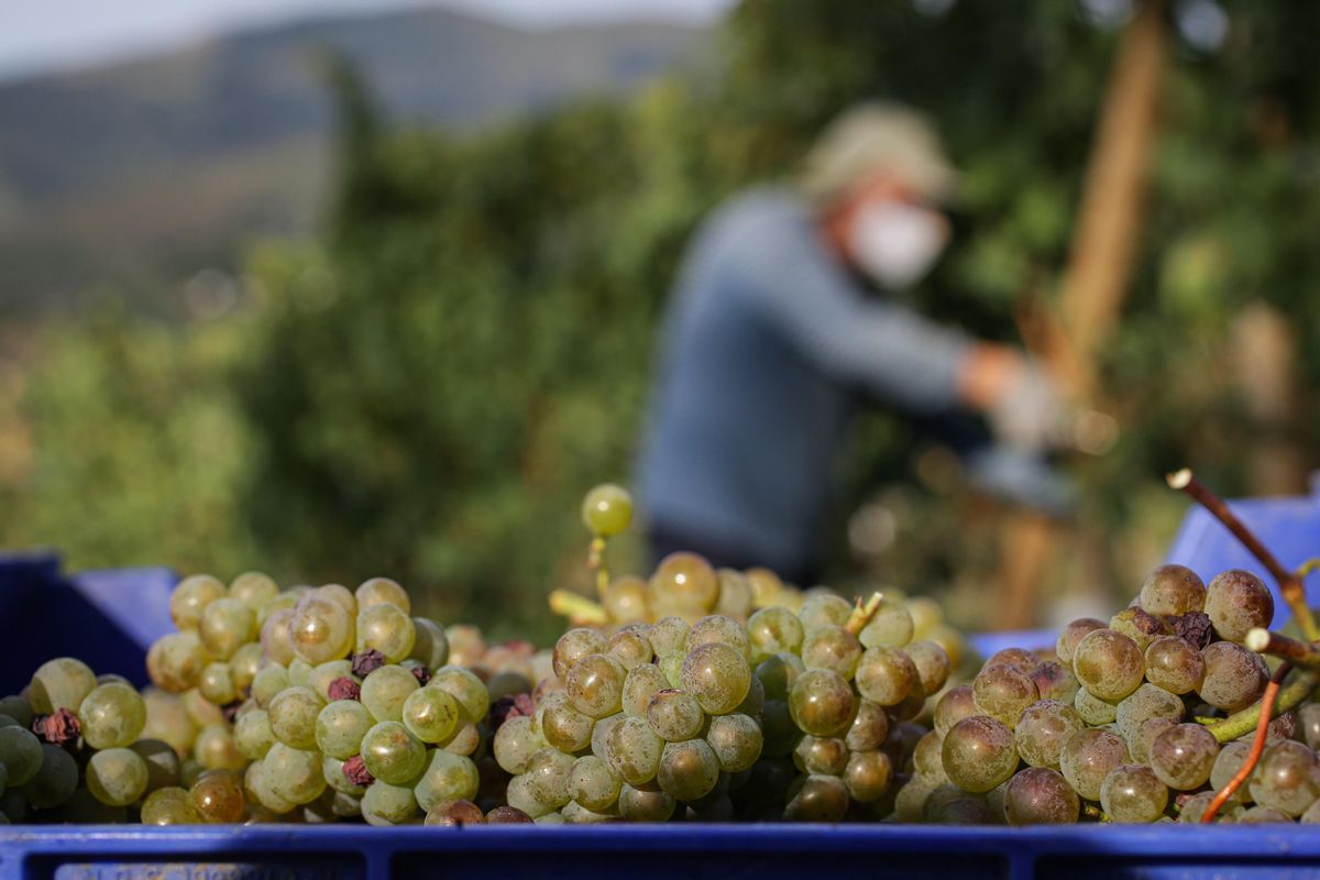 Cestos de uvas recogidos por trabajadores de la Bodega Txabarri durante la vendimia el pasado septiembre. Cestos de uvas recogidos por trabajadores de la Bodega Txabarri durante la vendimia el pasado septiembre.