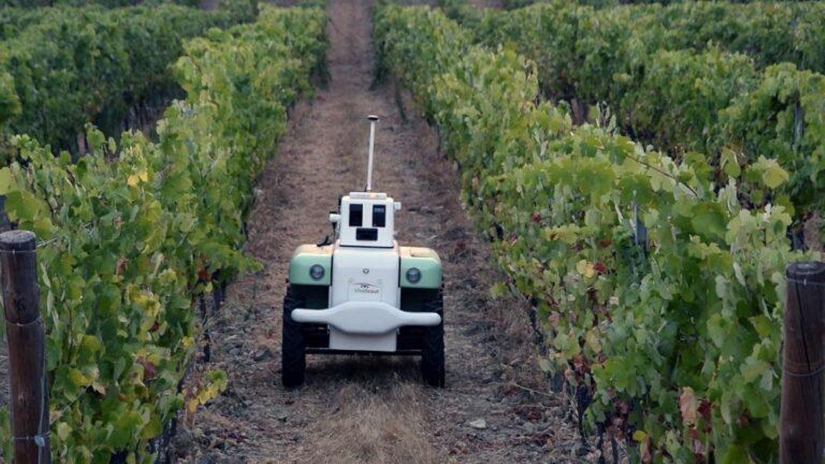 Imagen de un robot inventado en València para cuidar los viñedos. Imagen de un robot inventado en València para cuidar los viñedos.
