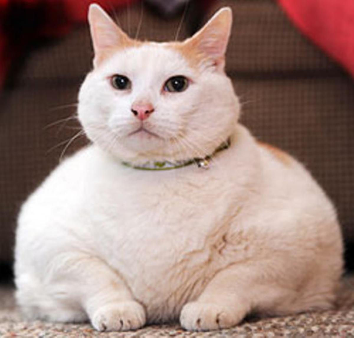 ¿Qué animal es más gordo del mundo?