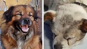 Romeu i Julieta: es busca família per a dos gossos inseparables després de ser maltractats pel seu amo