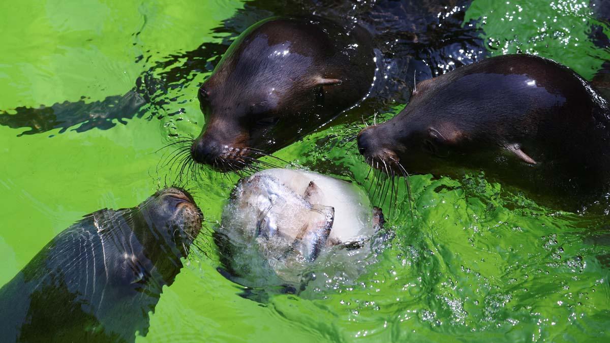 La climatización animal llega al Zoo