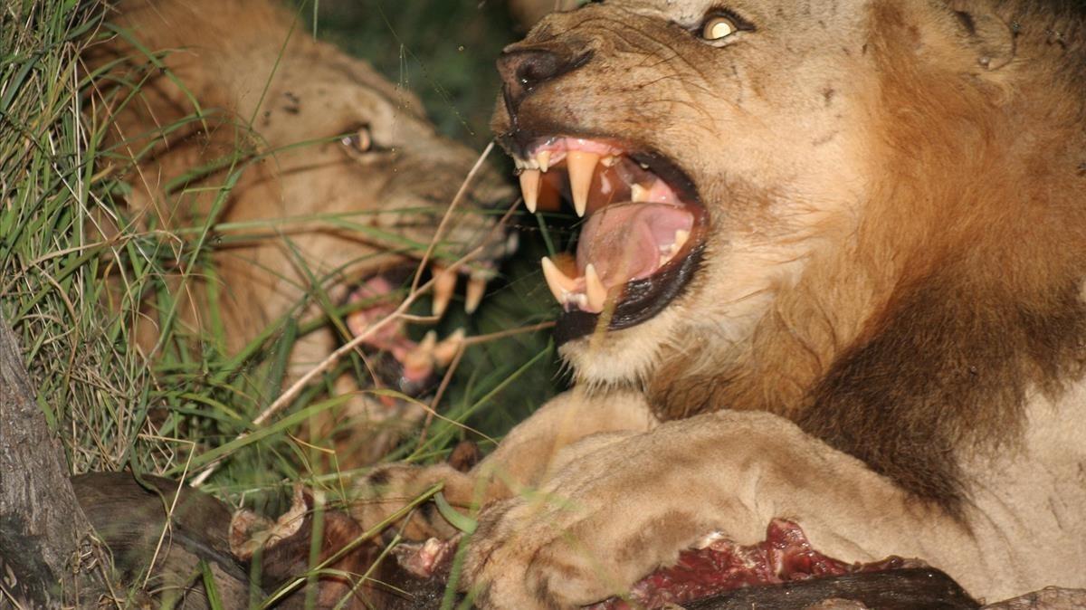 Una manada de leones devora a cazadores furtivos de rinocerontes