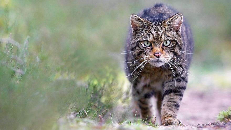 El gato montés, en peligro de extinción: el ser humano provoca el 83% de las muertes - Vimarsana News