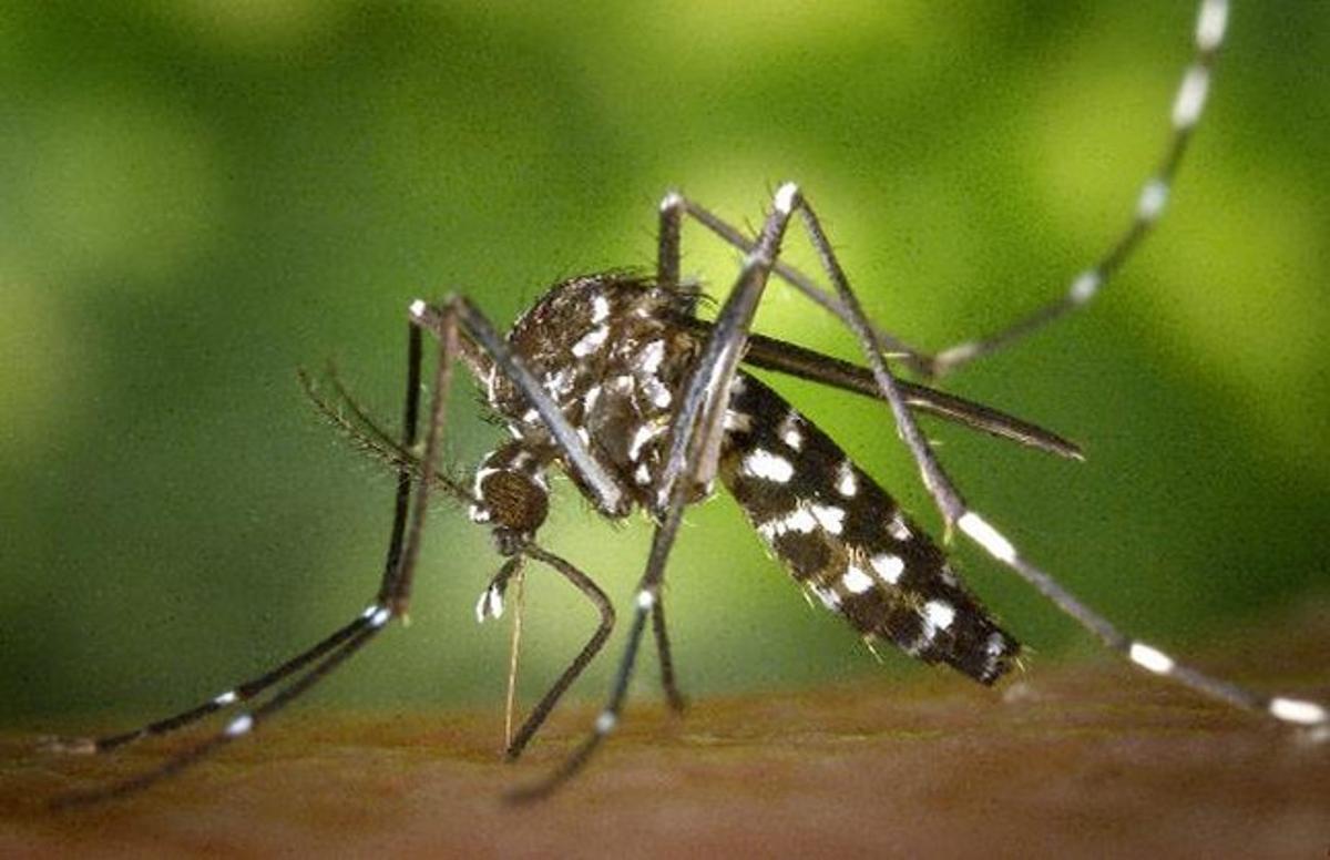 Un mosquito tigre o ’Aedes albopictus, insecto originario de Asia cuyas poblaciones se han consolidado en varios países del sur de Europa. Es un vector potencial de transmisión de enfermedades como el dengue o el chikungunya.