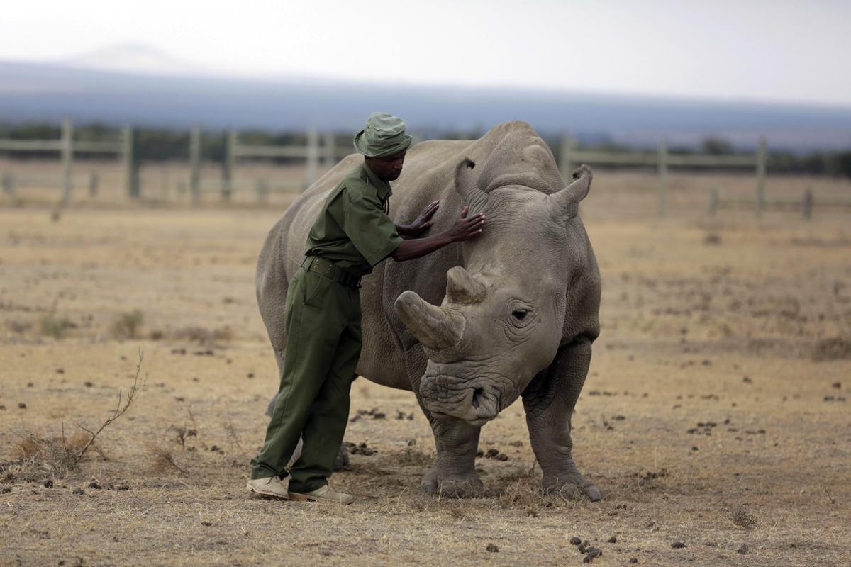 Fatu, uno de los dos ejemplares hembra de rinoceronte blanco del norte que quedan.