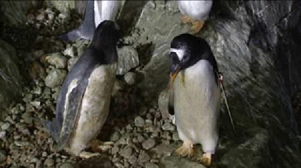 Una pareja de pingüinos gays del zoologico de madrid, a punto de ser padres