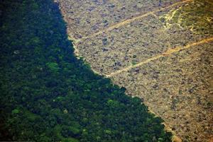 Panorámica de una selva deforestada. 