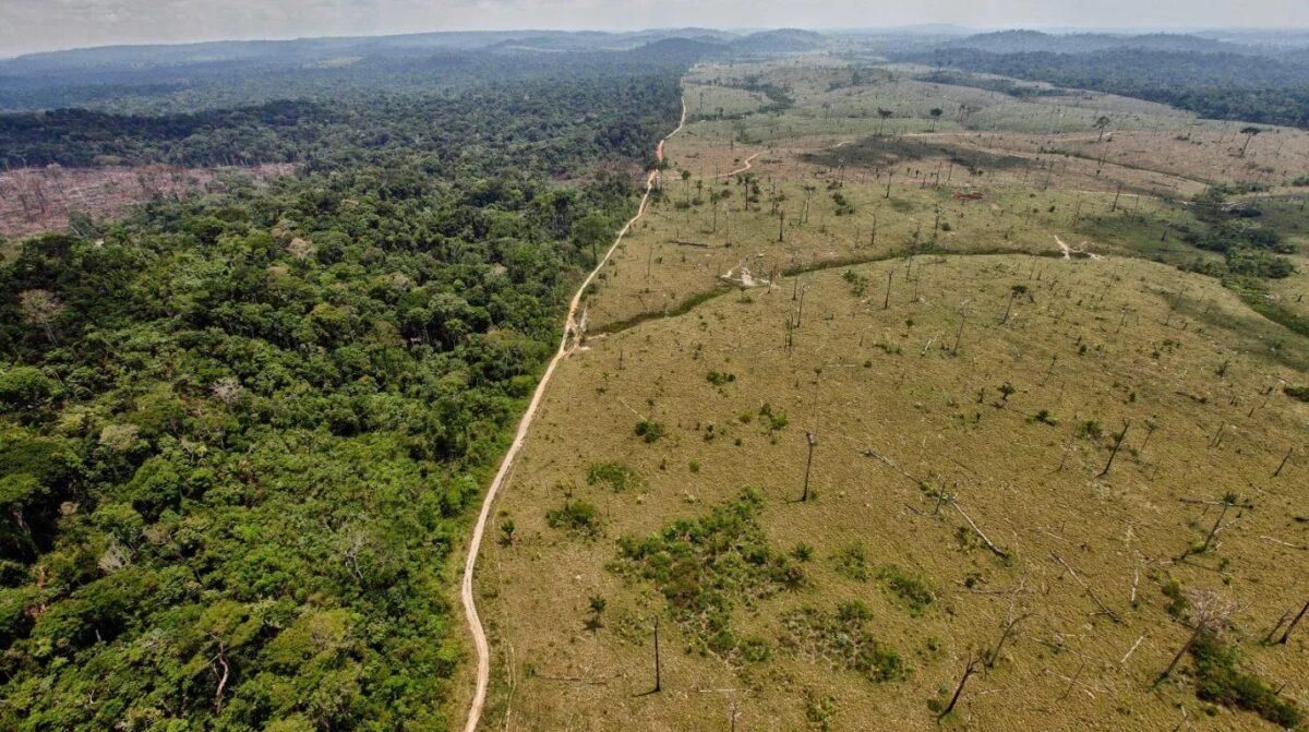 Bruselas propone prohibir la importación de café o cacao de zonas deforestadas Bruselas propone prohibir la importación de café o cacao de zonas deforestadas