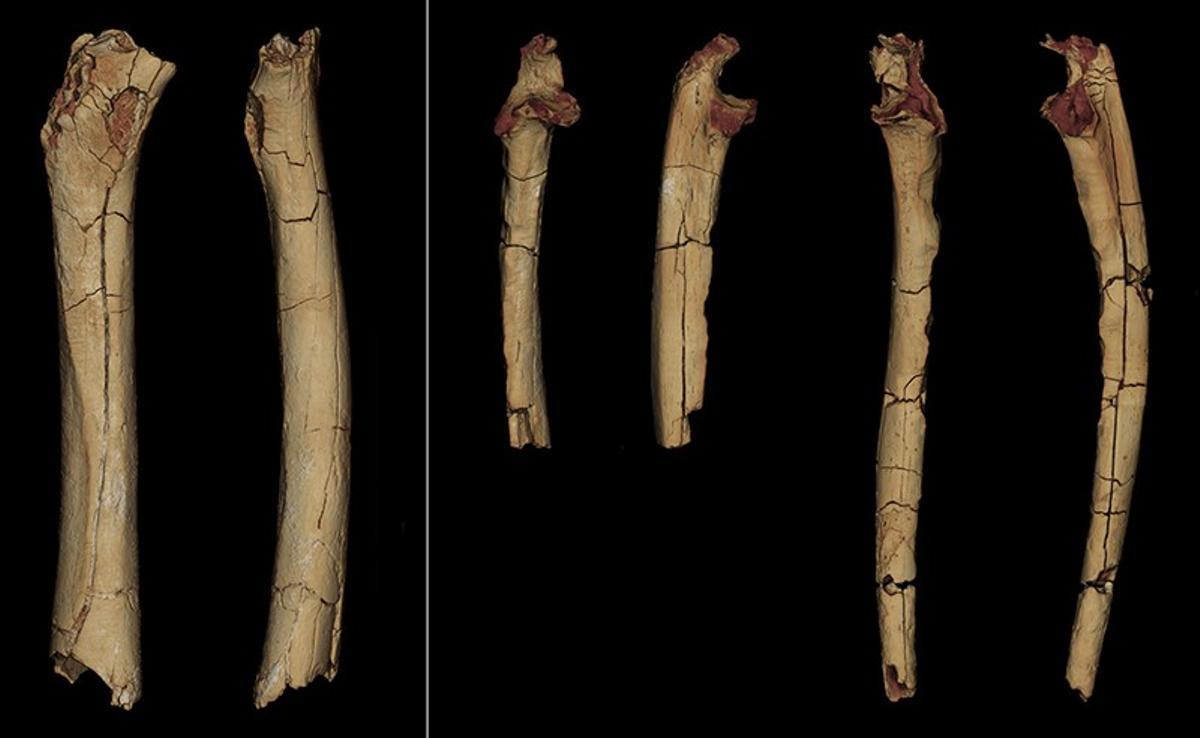 Los antepasados humanos caminaban sobre dos piernas hace 7 millones de años Los antepasados humanos caminaban sobre dos piernas hace 7 millones de años