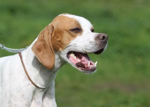 PSOE y PP excluyen a los perros de caza de la ley de animales y Podemos cede por el momento