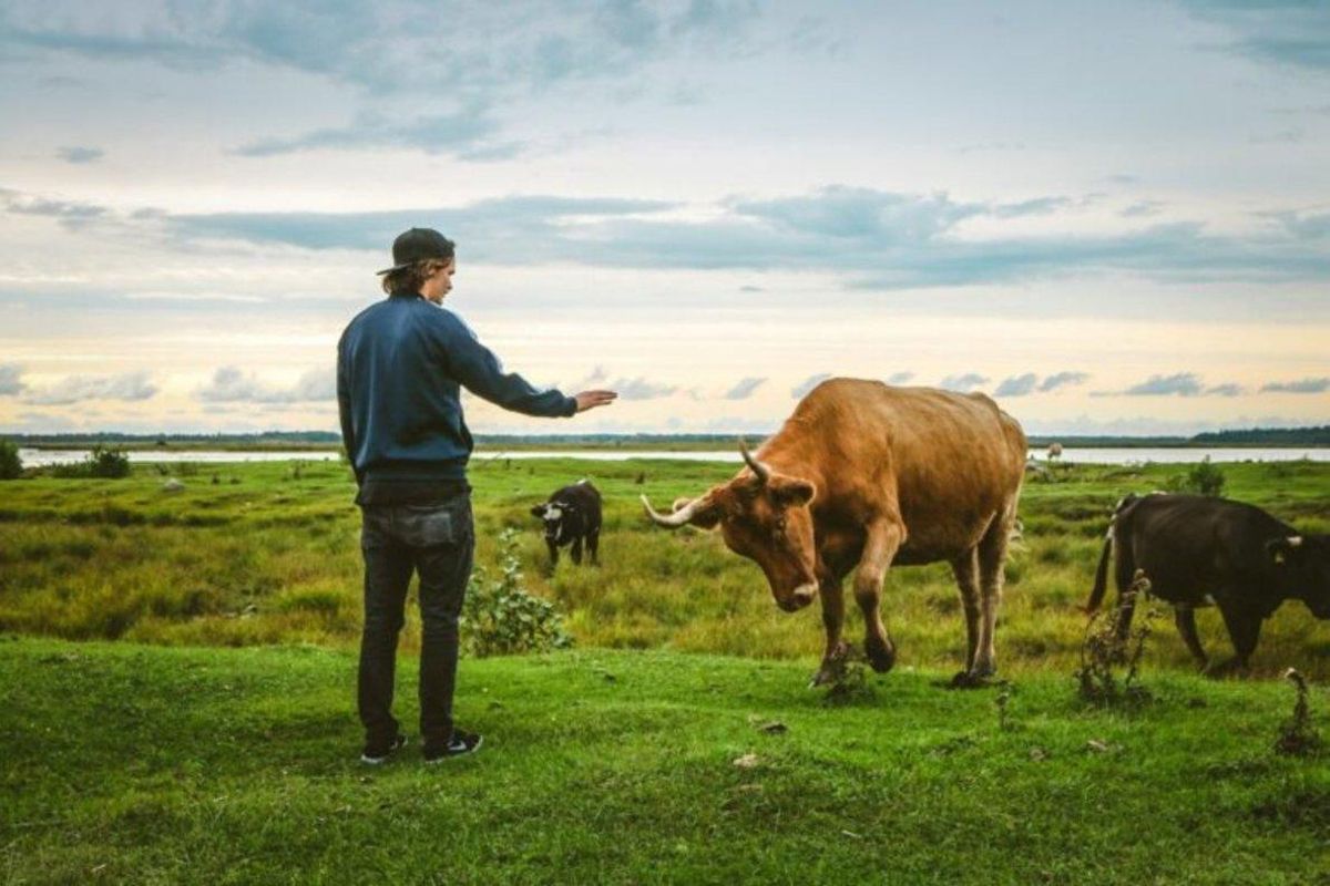 El cervell humà no és superior al d'altres mamífers: la seva connectivitat és idèntica El cervell humà no és superior al d'altres mamífers: la seva connectivitat és idèntica