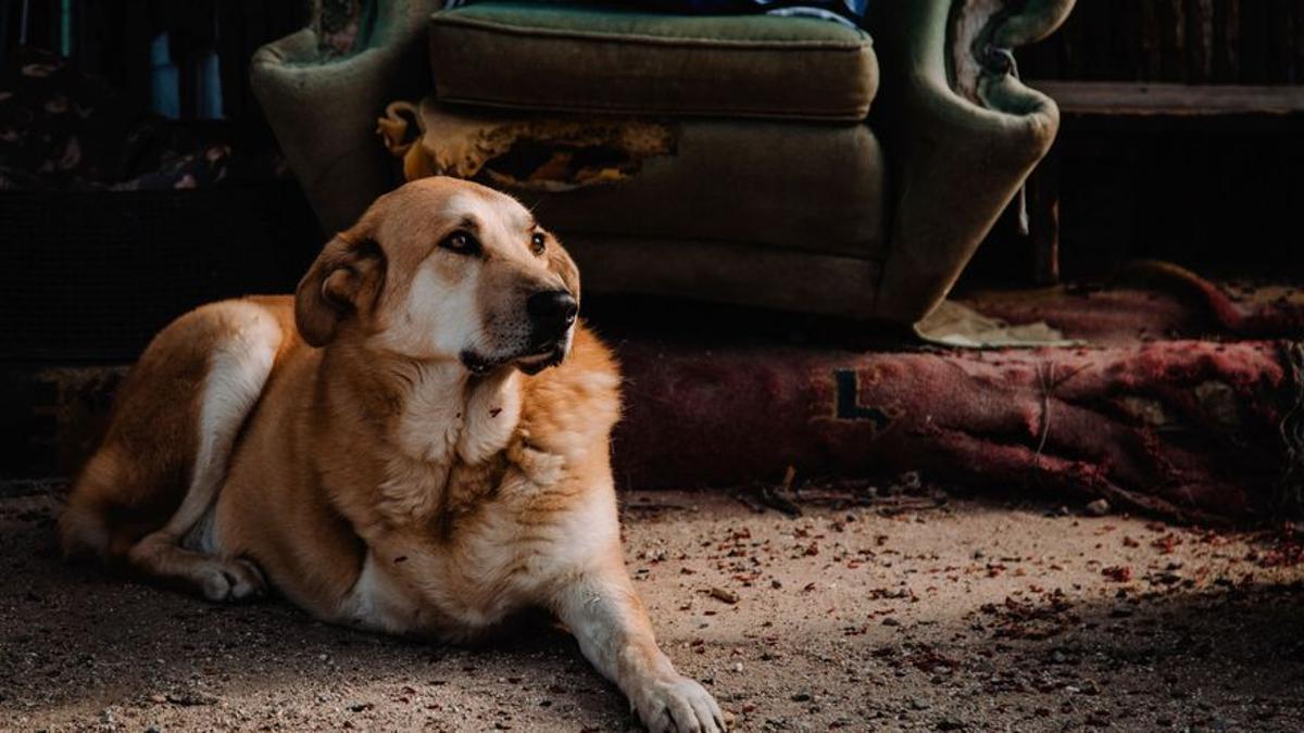 L’allau de gossos abandonats durant la pandèmia: «Els volien només per saltar-se el confinament»