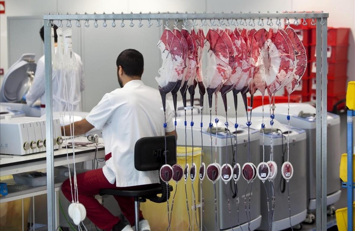Un sanitario en un banco de sangre de Catalunya. Un sanitario en un banco de sangre de Catalunya.