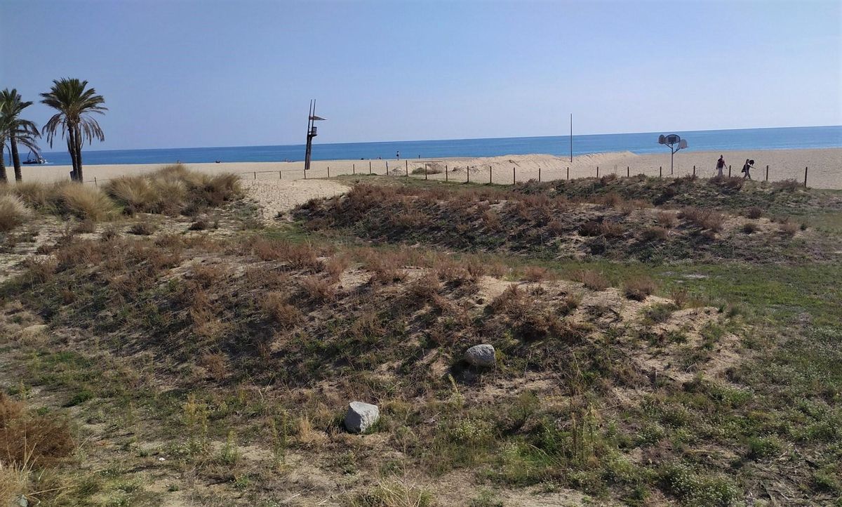 Espacio dunar de la playa del Varador de Mataró. Espacio dunar de la playa del Varador de Mataró.