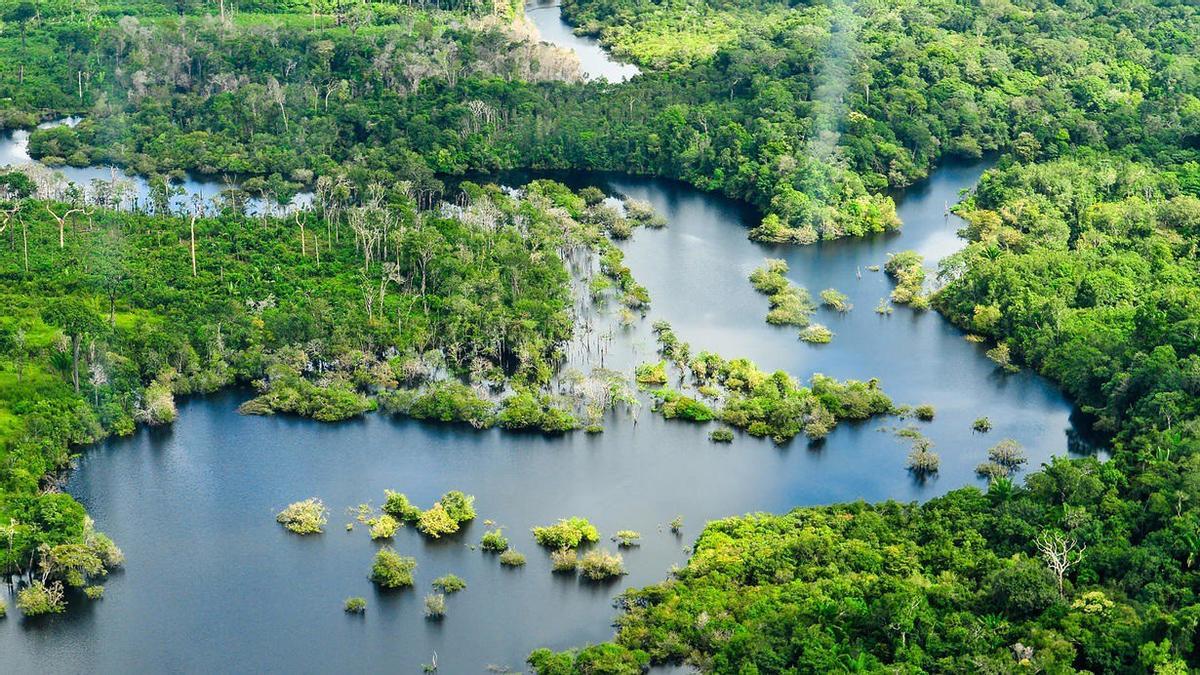 El calor extremo amenaza la capacidad de fotosíntesis de los bosques tropicales