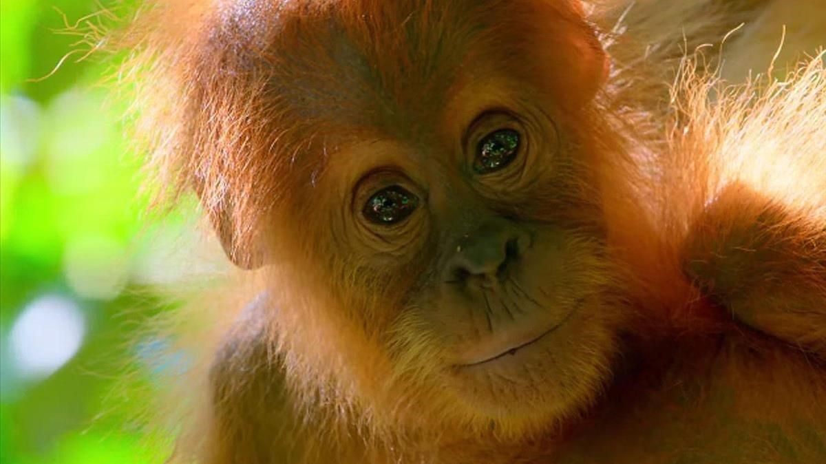 Una cría de orangután, en las selva de Borneo, donde el camarógrafo se jugó literalmente la piel. Una cría de orangután, en las selva de Borneo, donde el camarógrafo se jugó literalmente la piel.