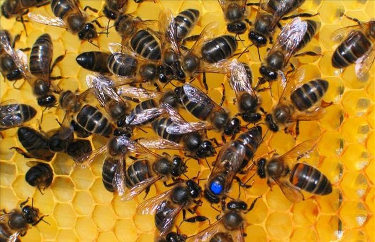 Abejas de una explotación de apicultura.