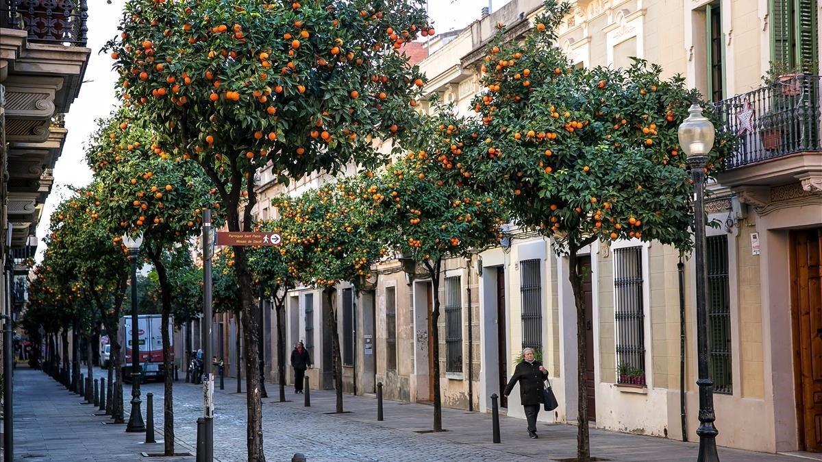 El carrer Coroleu, con los naranjos en plena efervescencia. 