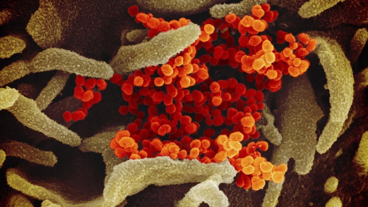 varicoza coral club simptomele sunt similare cu varicoza