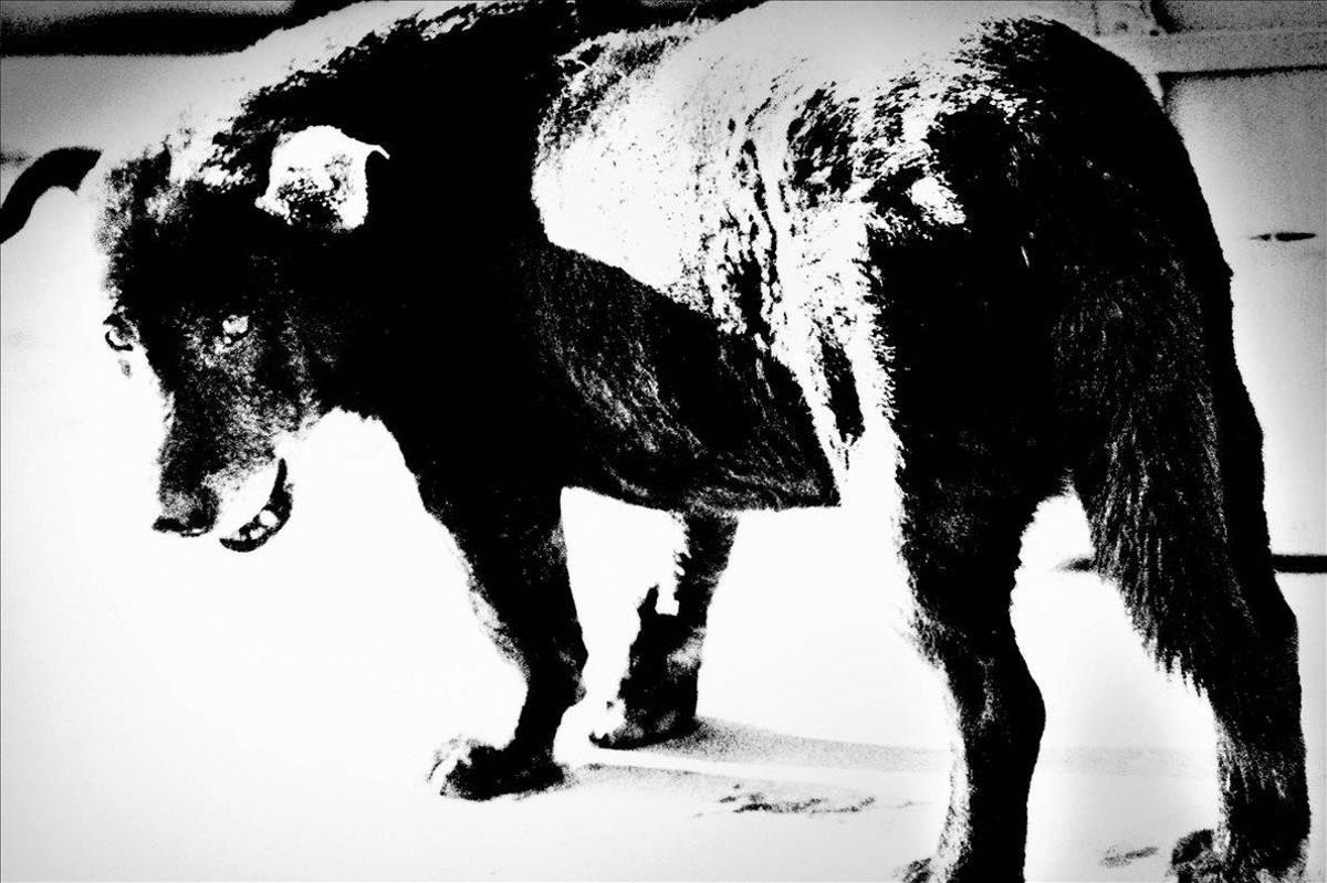 ’Perro callejero’, de Daido Moriyama. ’Perro callejero’, de Daido Moriyama.