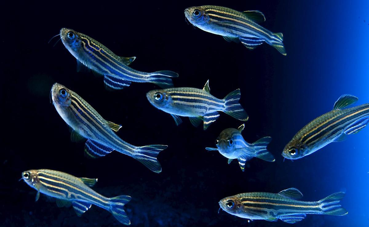 ¿Son los peces mucho más inteligentes de lo que pensamos? La ciencia emite veredicto