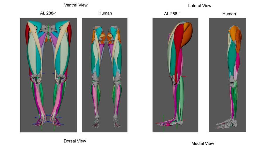 ‘Lucy’, la antepasada de los humanos, caminaba ya tan erguida como nosotros hace 3,2 millones de años