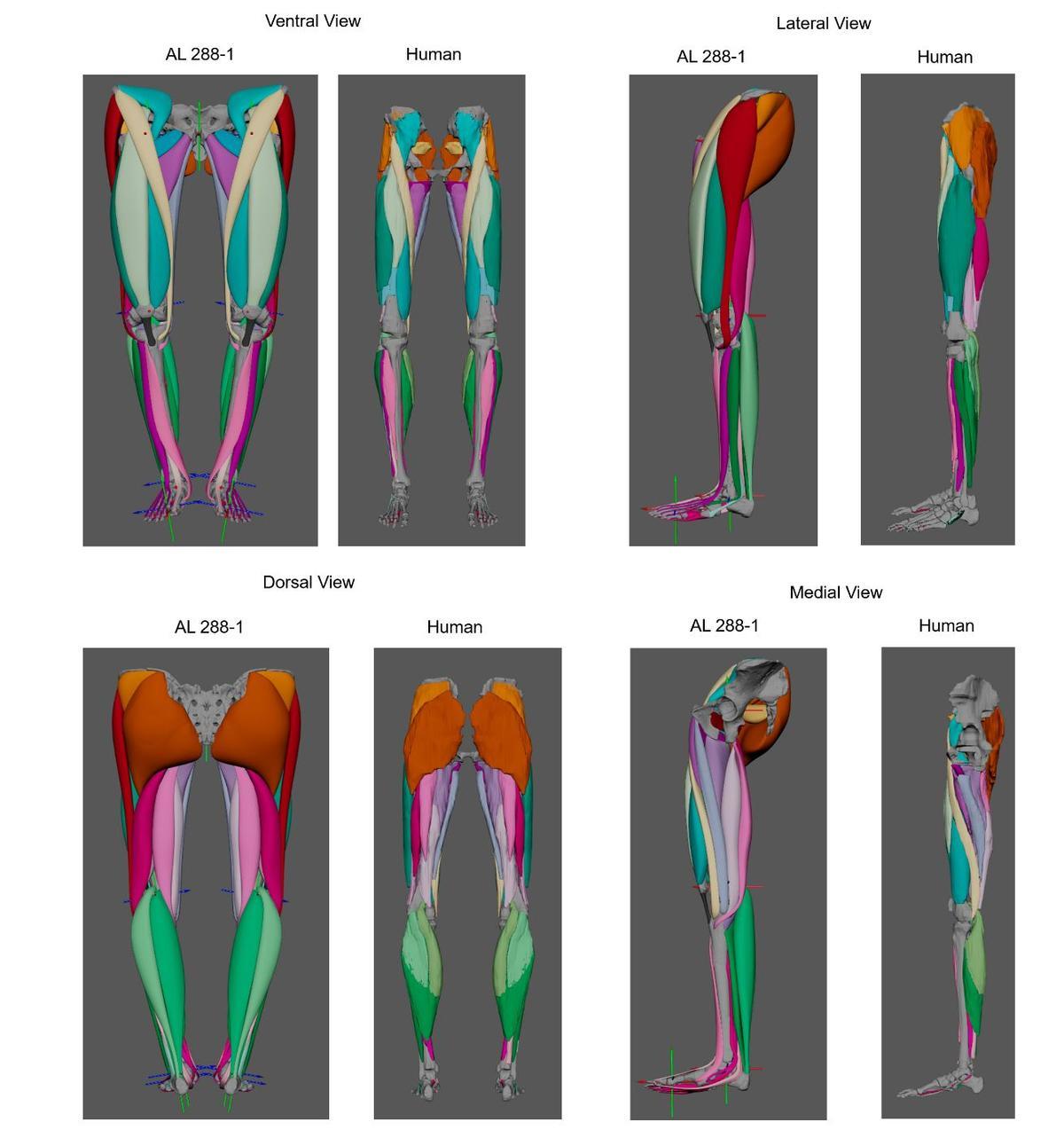 Imágenes completas (ventral, dorsal, lateral y medial) del modelado muscular en el que se crearon 36 músculos por extremidad inferior. Los músculos se muestran en comparación con los músculos 3D humanos. Crédito: Ashleigh Wiseman