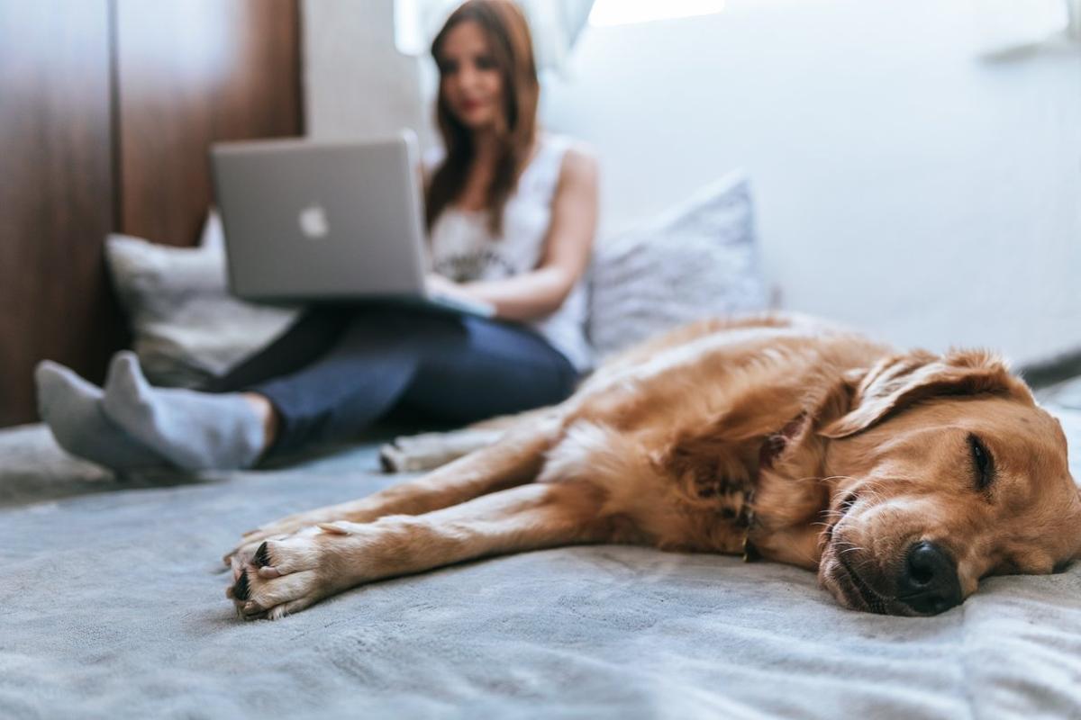 El seguro de mascotas es uno que puedes necesitar para estar más tranquilo