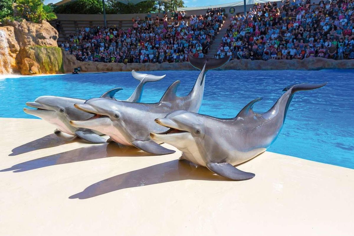 120.000 firmas piden el cierre de los delfinarios españoles, "cárceles de animales" 120.000 firmas piden el cierre de los delfinarios españoles, "cárceles de animales"