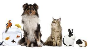 Mascotas