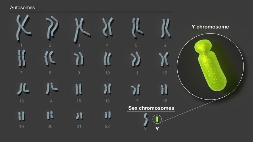 Descifrado el cromosoma Y, última pieza restante del genoma humano