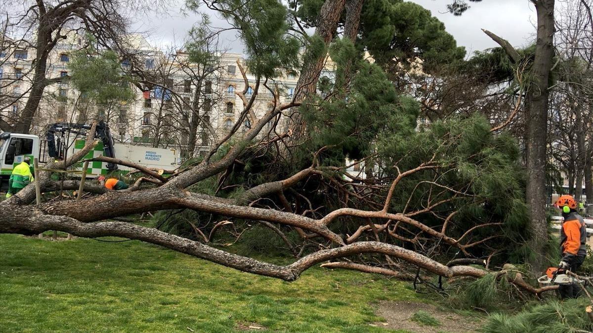 Lugar donde ha fallecido un niño tras caerle una rama de un árbol en el Parque del Retiro, este sábado.
