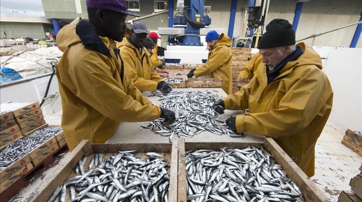 Pescadores de la barca L’Avi Juanito seleccionan las capturas de pescado azul a su llegada al puerto de Tarragona. Pescadores de la barca L’Avi Juanito seleccionan las capturas de pescado azul a su llegada al puerto de Tarragona.