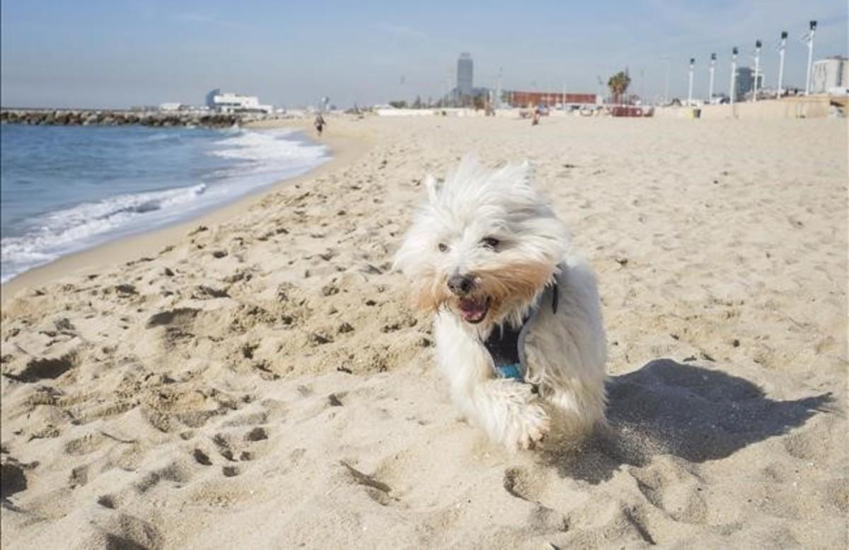 Un perrito trota por la playa de Llevant.