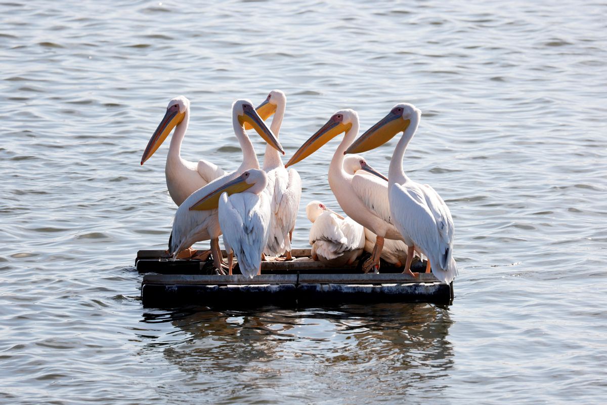 Varios ejemplares de gran pelícano blanco flotan, juntos, en la reserva acuática de Mishmar Hasharon, en el centro de Israel. Varios ejemplares de gran pelícano blanco flotan, juntos, en la reserva acuática de Mishmar Hasharon, en el centro de Israel.
