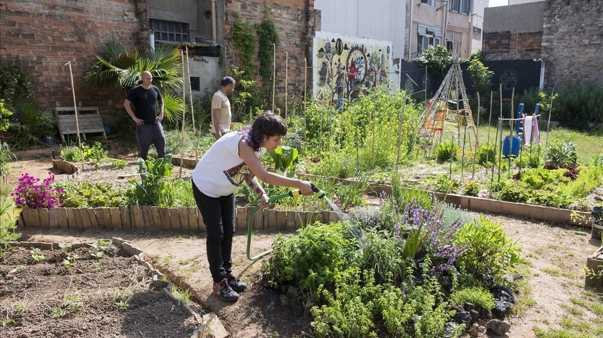 Un grupo de usuarios de ConnectHort colaboran en el mantenimiento de plantas y vegetales Un grupo de usuarios de ConnectHort colaboran en el mantenimiento de plantas y vegetales