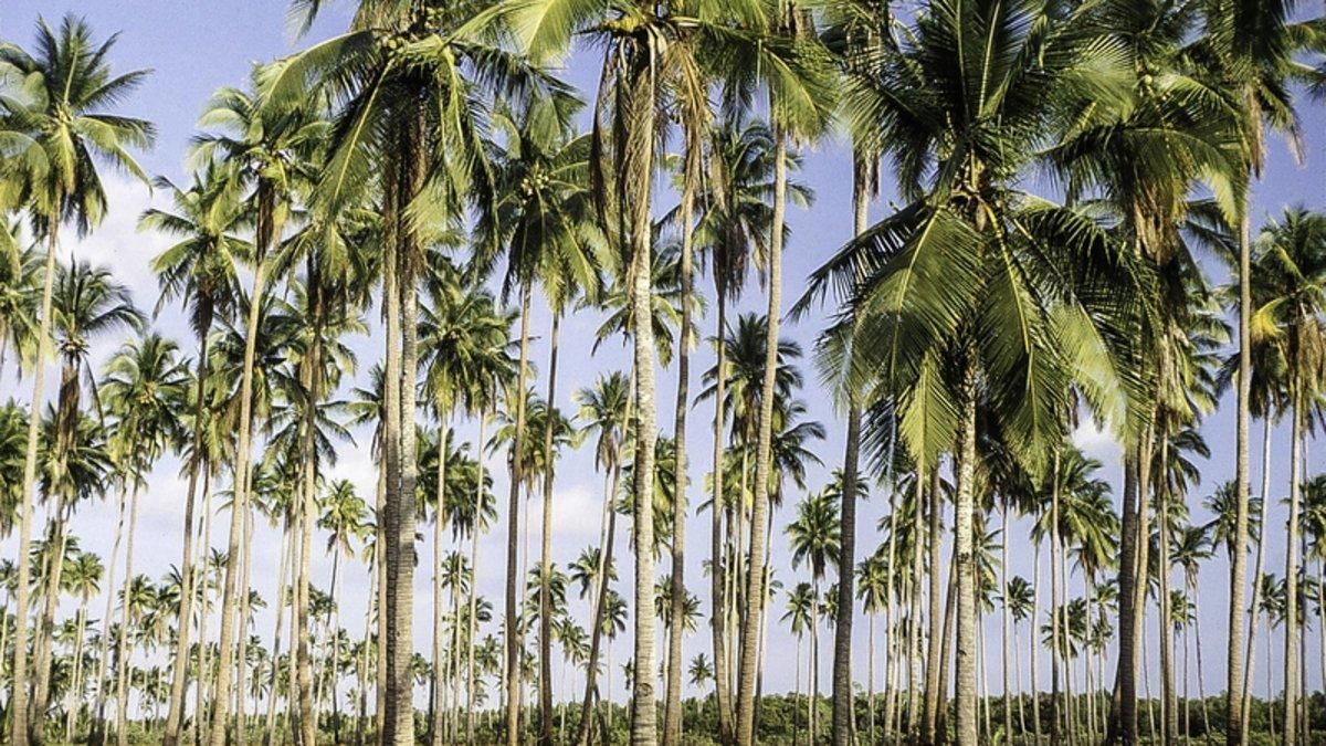 Bosque de palmeras en Filipinas. Bosque de palmeras en Filipinas.