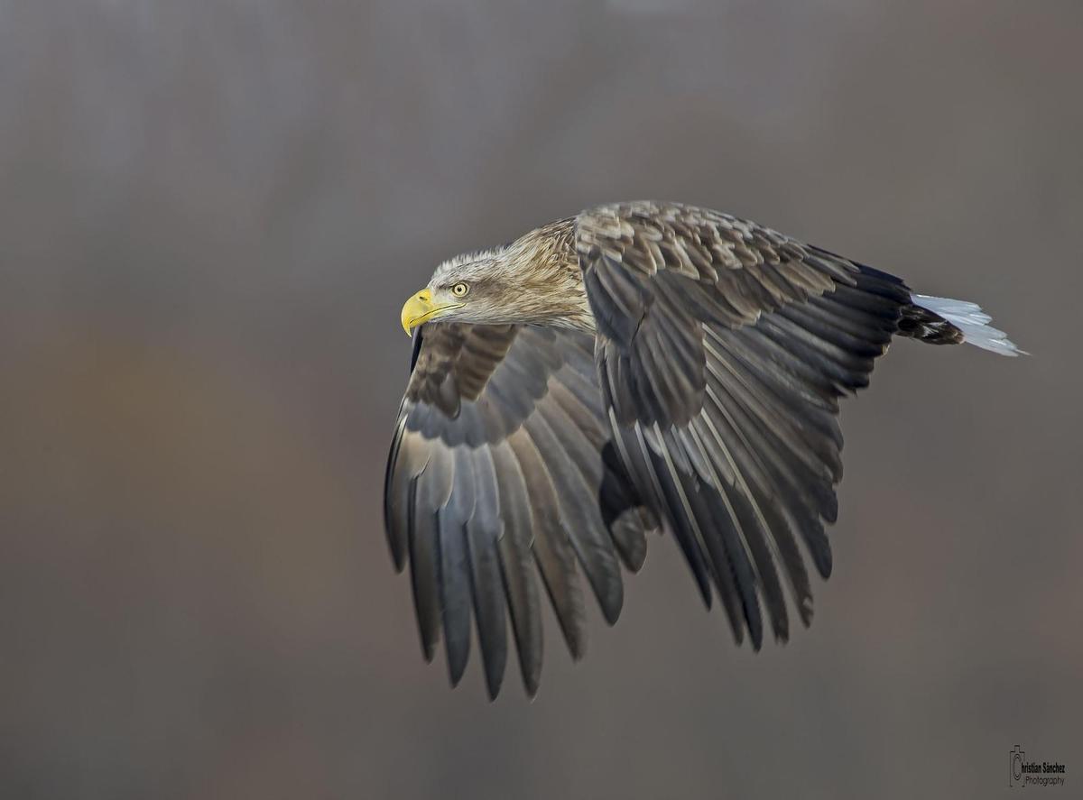 Avanza la reintroducción en España del pigargo, el águila más grande de Europa
