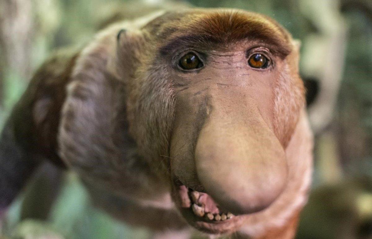 Un mono narigudo, especie en peligro porque una absurda creencia médica atribuye propiedades curativas a unas calcificaciones de su intestino.