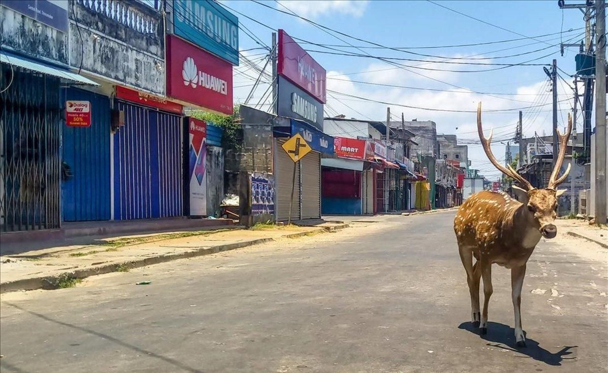 Un ciervo salvaje se pasea por las calles de Trincomalee, Sri Lanka. Un ciervo salvaje se pasea por las calles de Trincomalee, Sri Lanka.