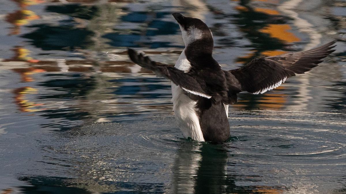 Dos 'falsos pingüinos' se instalan en el Port Olímpic de Barcelona