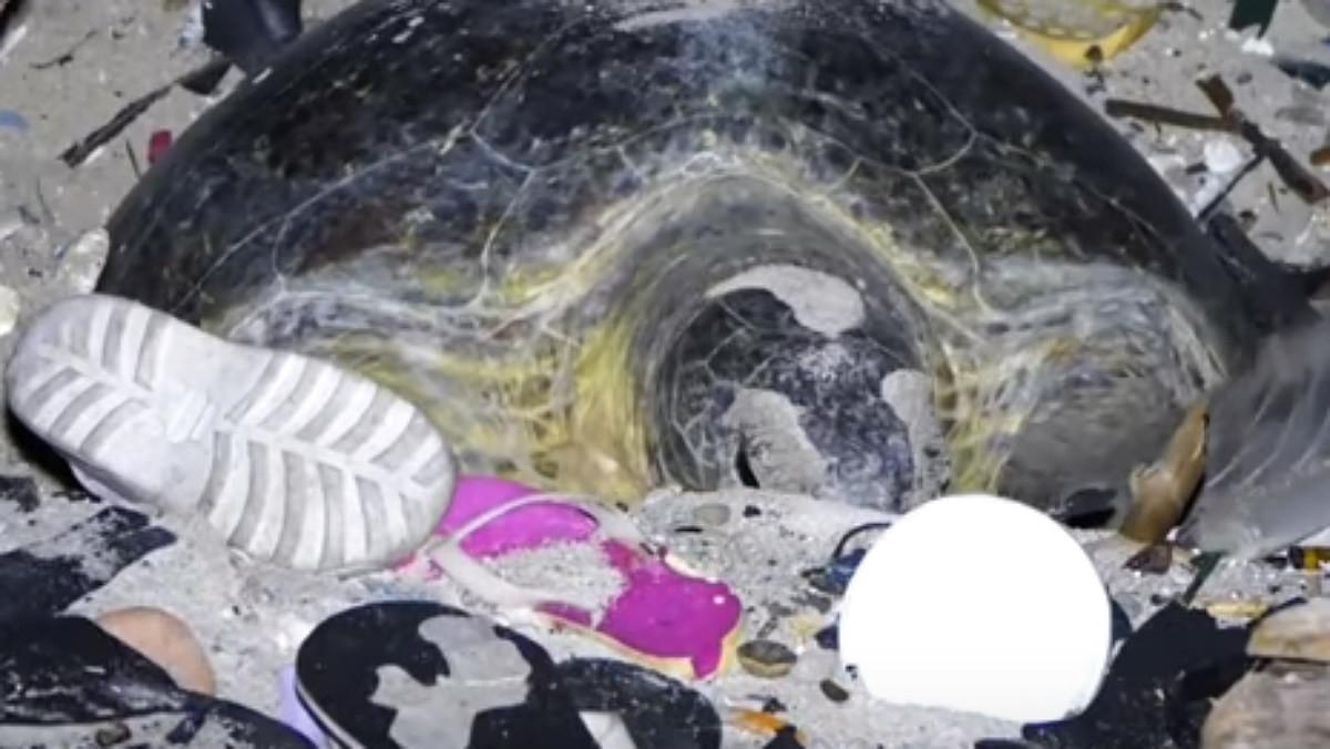 Una tortuga verde trata de anidar en una playa de la isla de Navidad (Australia) llena de basura y plástico.