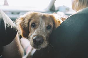 Cómo llevar al perro en el coche de forma segura (y evitar multas)