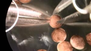 Secuencia en la que se muestra la creación de estas primeras máquinas biológicas a partir de células embrionarias de rana