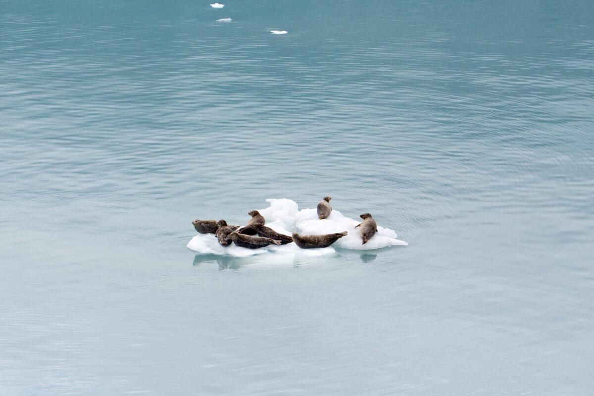 La última zona de hielo ártico puede desaparecer este siglo, alertan los científicos La última zona de hielo ártico puede desaparecer este siglo, alertan los científicos