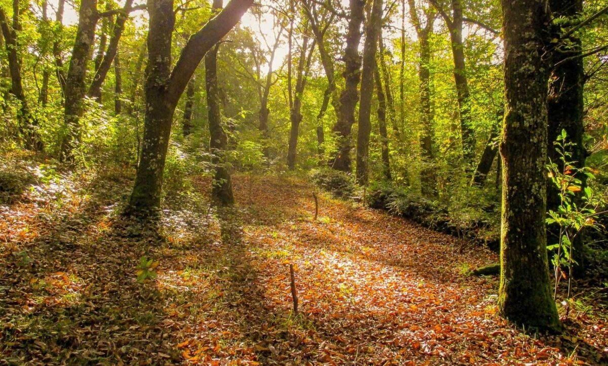 Bosques maduros: antídotos contra la crisis climática Bosques maduros: antídotos contra la crisis climática