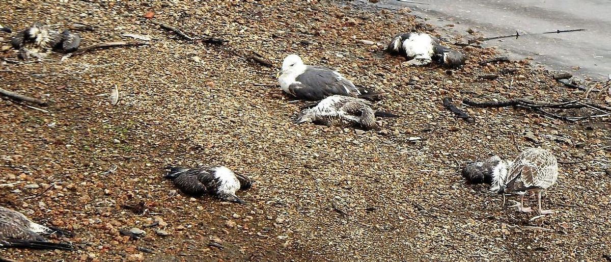 Gaviotas moribundas, ya en descomposición o enfermas aparecidas en Vilagudín hace días. Gaviotas moribundas, ya en descomposición o enfermas aparecidas en Vilagudín hace días.
