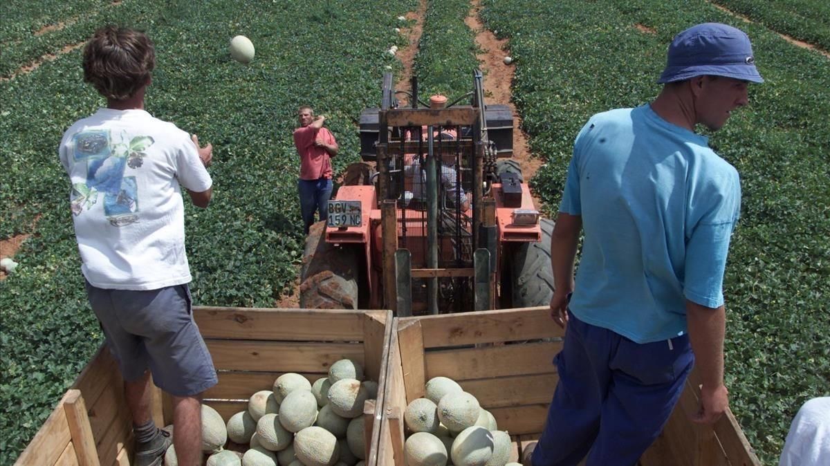 Un granjeros afrikaners en su explotación agrícola en Orania, Sudáfrica. Un granjeros afrikaners en su explotación agrícola en Orania, Sudáfrica.
